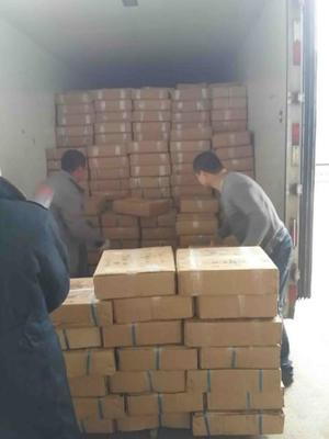 吳中區(qū)搬運(yùn)裝卸服務(wù)優(yōu)選指南 專(zhuān)業(yè)、高效、一呼百應(yīng)